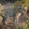 Levhart skvrnity - Panthera pardus - Leopard s9733